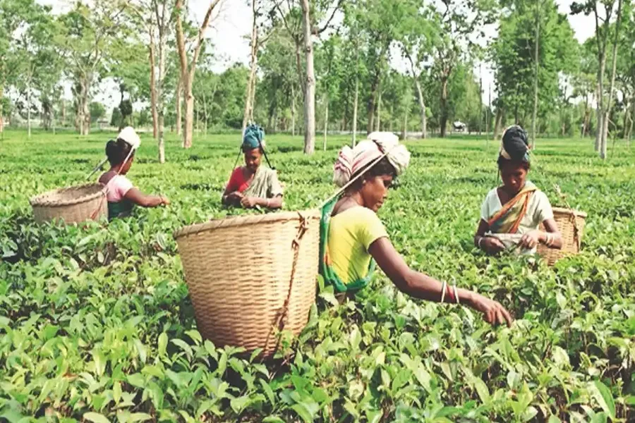 Bengal Tea Garden Worker