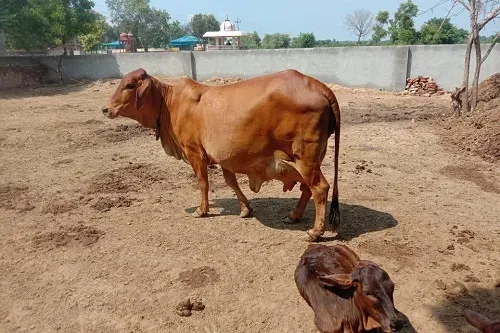 Indegenous-cow