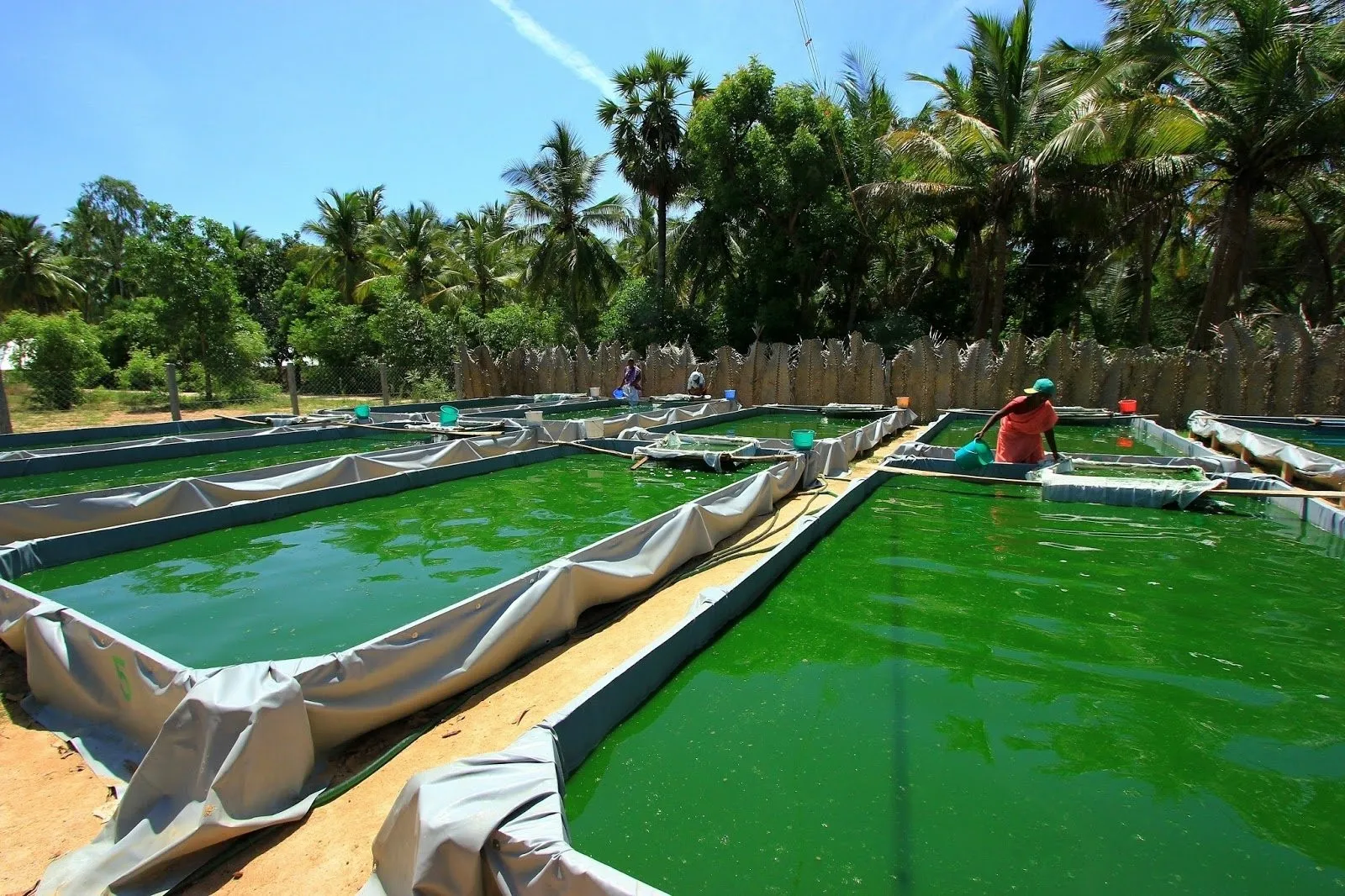 Spirulina Farming