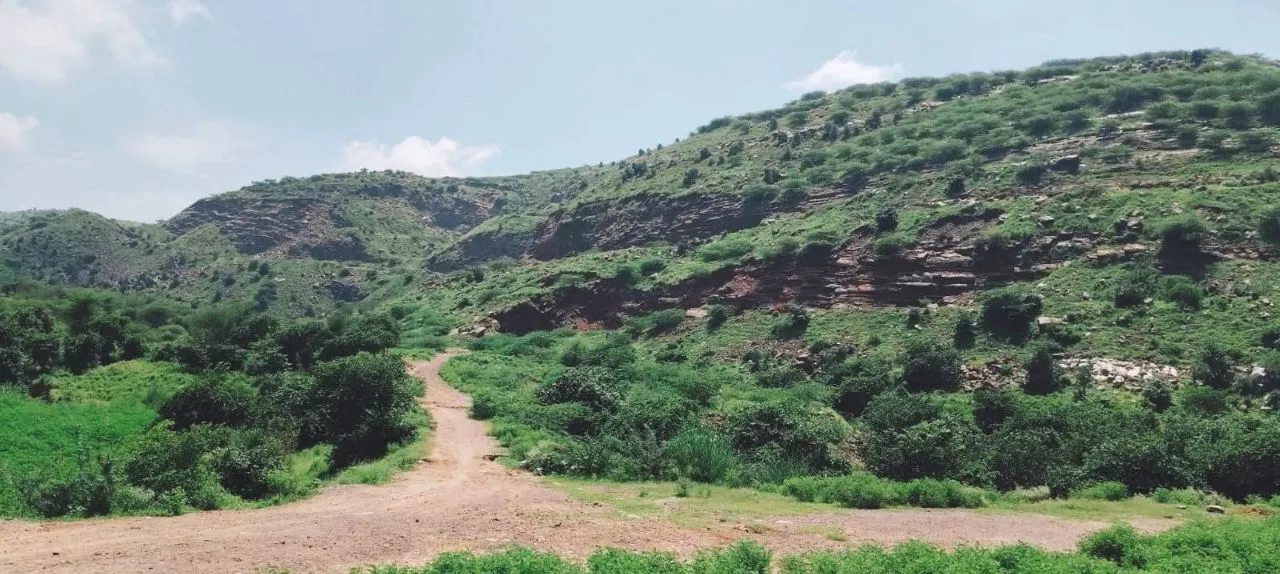 rasta