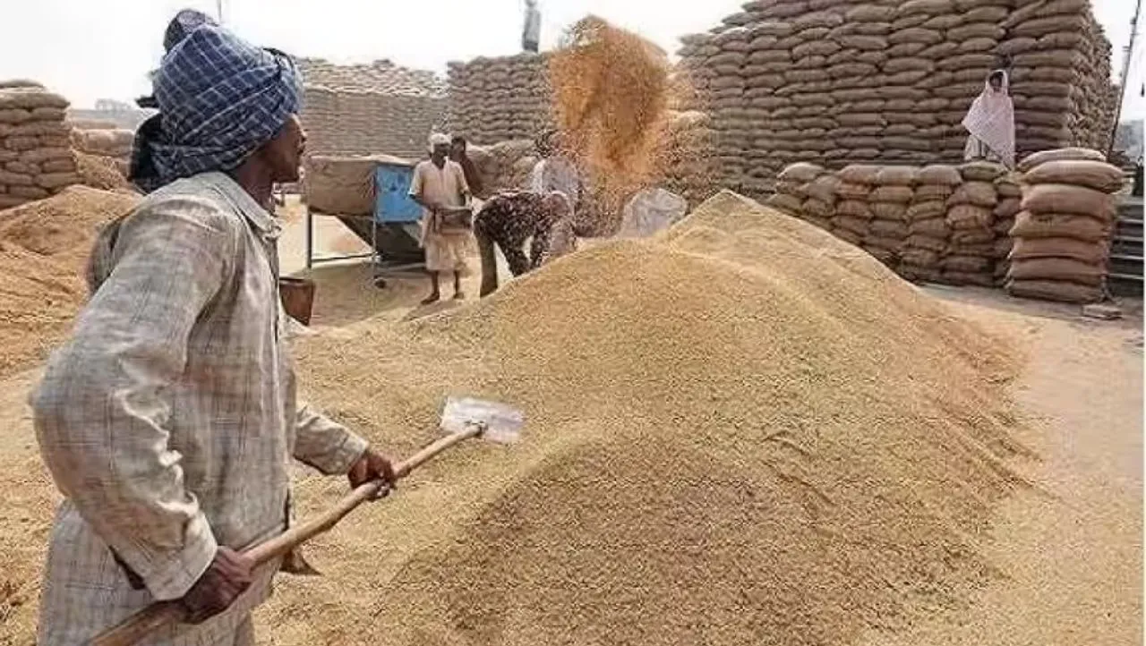 wheat