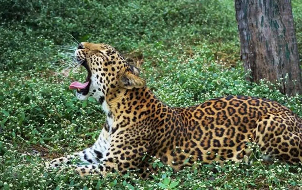 leopard