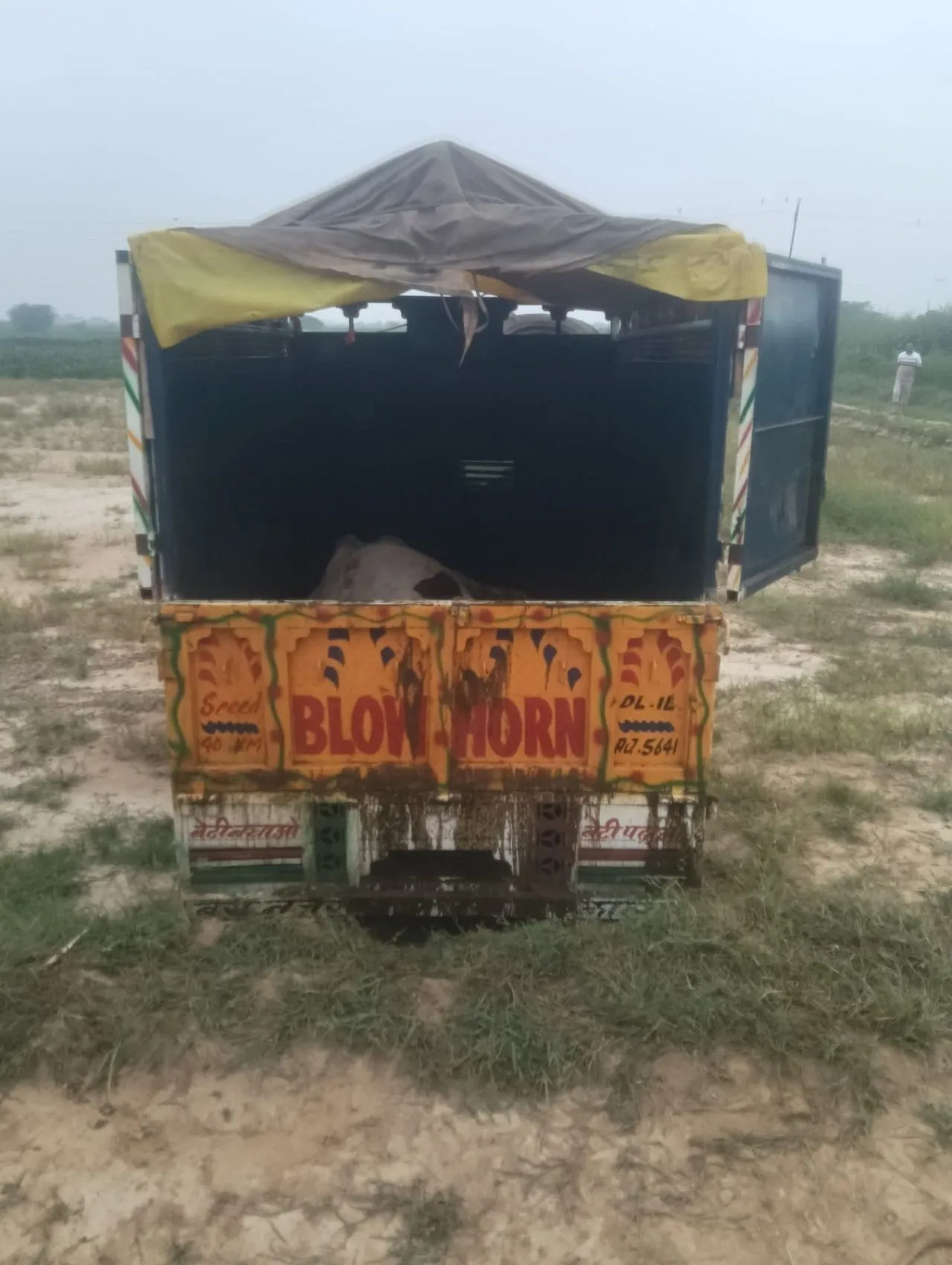cow1