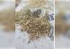 Gulha cheeka News:चीका अनाज मंडी में हुए झार कांड मामले में प्रशासन पर लीपापोती का आरोप, किसान यूनियन भड़की
