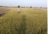 Guhla Cheeka news: गुहला में खरौदी गांव के एक किसान की 25 एकड़ धान की पौध पर किसी शरारती तत्व ने किया राउंडअप स्प्रे