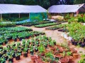 Palwal/Hathin News: हरियाणा में बागवानी नर्सरी के लिए पंजीकरण और लाइसेंस अनिवार्य