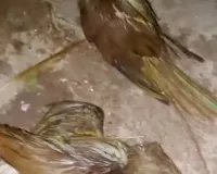 Firozpur Jhirka: फिरोजपुर झिरका में आंधी-तूफान ने मचाया कोहराम, सैकड़ों पक्षियों की मौत, कच्चे घर क्षतिग्रस्त, लाखों का नुकसान