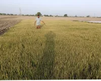 Guhla Cheeka News: गुहला में खरौदी गांव के एक किसान की 25 एकड़ धान की पौध पर किसी शरारती तत्व ने किया राउंडअप स्प्रे