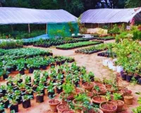 Palwal/Hathin News: हरियाणा में बागवानी नर्सरी के लिए पंजीकरण और लाइसेंस अनिवार्य
