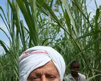 Yamuna nagar News: तेज तूफान और बरसात के चलते जिले के दर्जनों गांवों में गन्ने व धान की फसल को नुकसान 
