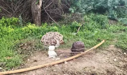 Firozepur Jhirka News: 10 दिनों से खराब पड़ी पेयजल मोटर, पानी के संकट से जूझ रहे रावली के ग्रामीण