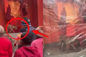 बिजनौर मंदिर में 36 घंटे तक हनुमान जी की मूर्ति के चक्कर लगाता कुत्ता: आस्था, चमत्कार या मेडिकल इमरजेंसी?
