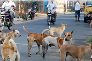 Kaithal News: स्ट्रीट डॉग के खिलाफ सुप्रीम कोर्ट के फैसले से प्रशासन द्वारा कार्रवाई की लोगों में जगी उम्मीद