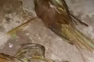 Firozpur Jhirka: फिरोजपुर झिरका में आंधी-तूफान ने मचाया कोहराम, सैकड़ों पक्षियों की मौत, कच्चे घर क्षतिग्रस्त, लाखों का नुकसान