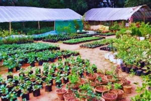 Palwal/Hathin News: हरियाणा में बागवानी नर्सरी के लिए पंजीकरण और लाइसेंस अनिवार्य