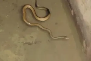 Palwal/Hathin News: पेयजलापूर्ति के टैंक से निकला सांप 