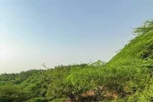 Gurugram News: गुरुग्राम के लेपर्ड ट्रेल में लैंडस्लाइड, पहाड़ से सड़क तक खिसका मलबा