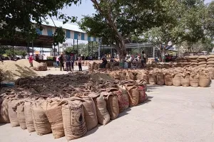 Palwal News : अनाज मंडी में 1 लाख 21 हजार क्विंटल धान की खरीद की गई