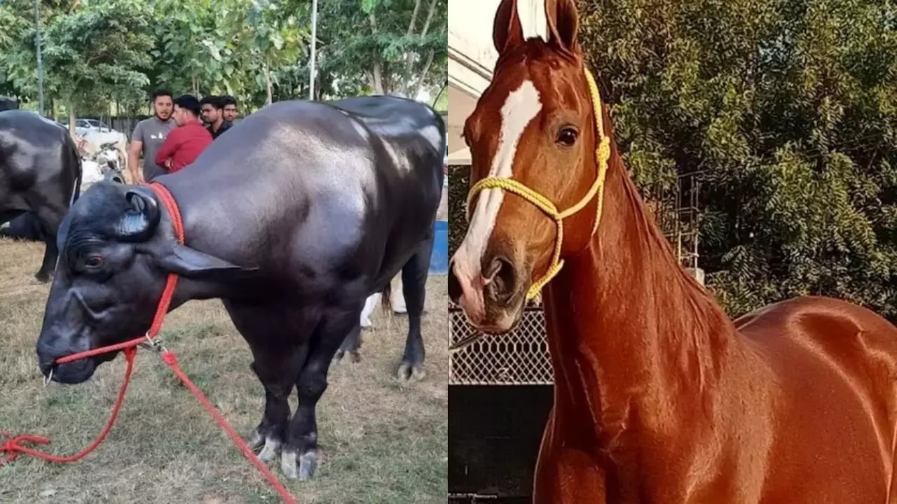 WhatsApp Image 2025-10-30 at 2.04.57 PM (1)