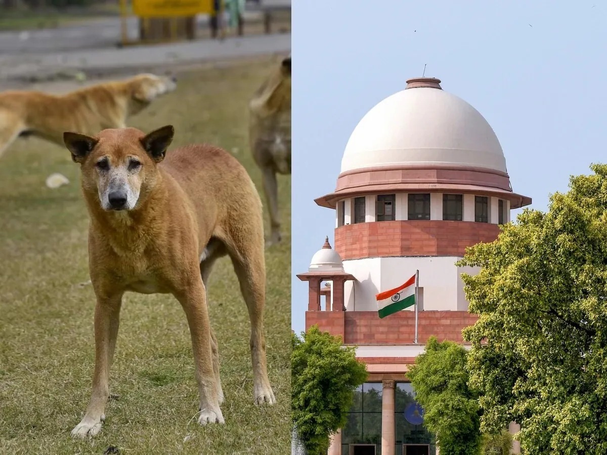 सुप्रीम कोर्ट ने आवारा कुत्तों पर दिया एक और आदेश, जानिए पूरी जानकारी |