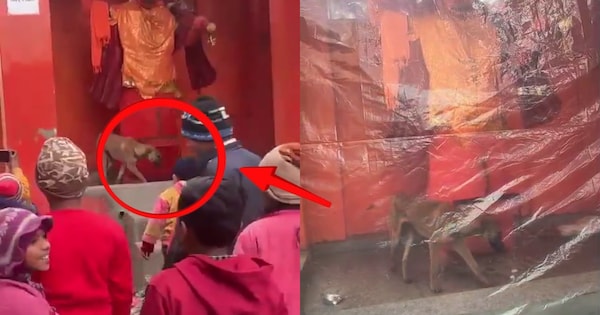 बिजनौर मंदिर में 36 घंटे तक हनुमान जी की मूर्ति के चक्कर लगाता कुत्ता: आस्था, चमत्कार या मेडिकल इमरजेंसी?