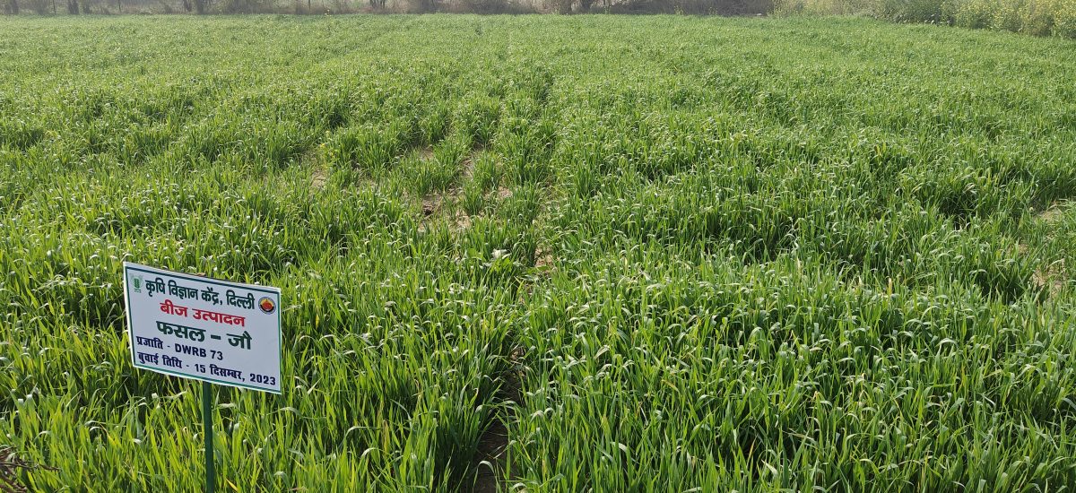 Barley-Seed-Production-1200x550