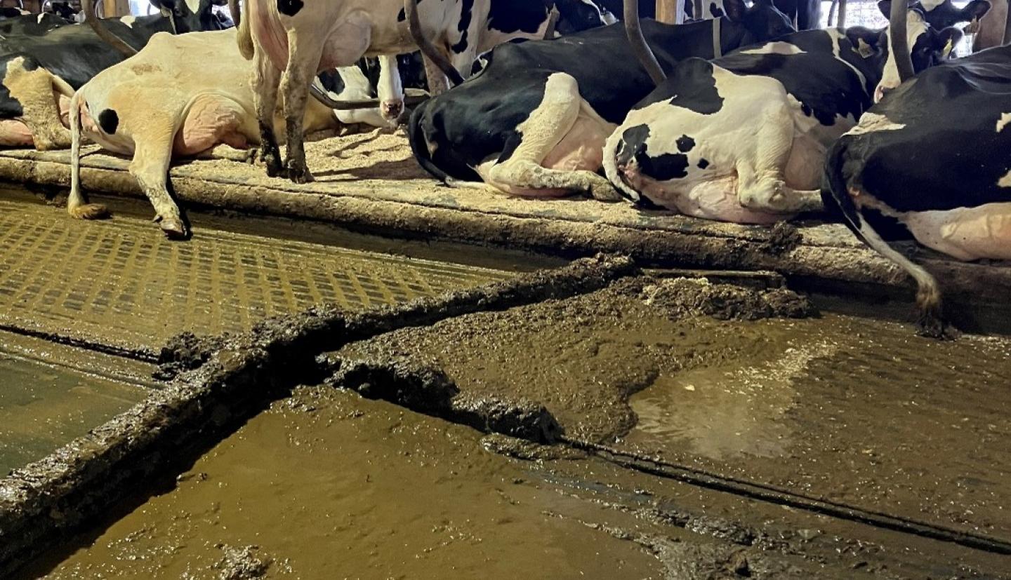 manure-collection-alley-scraper