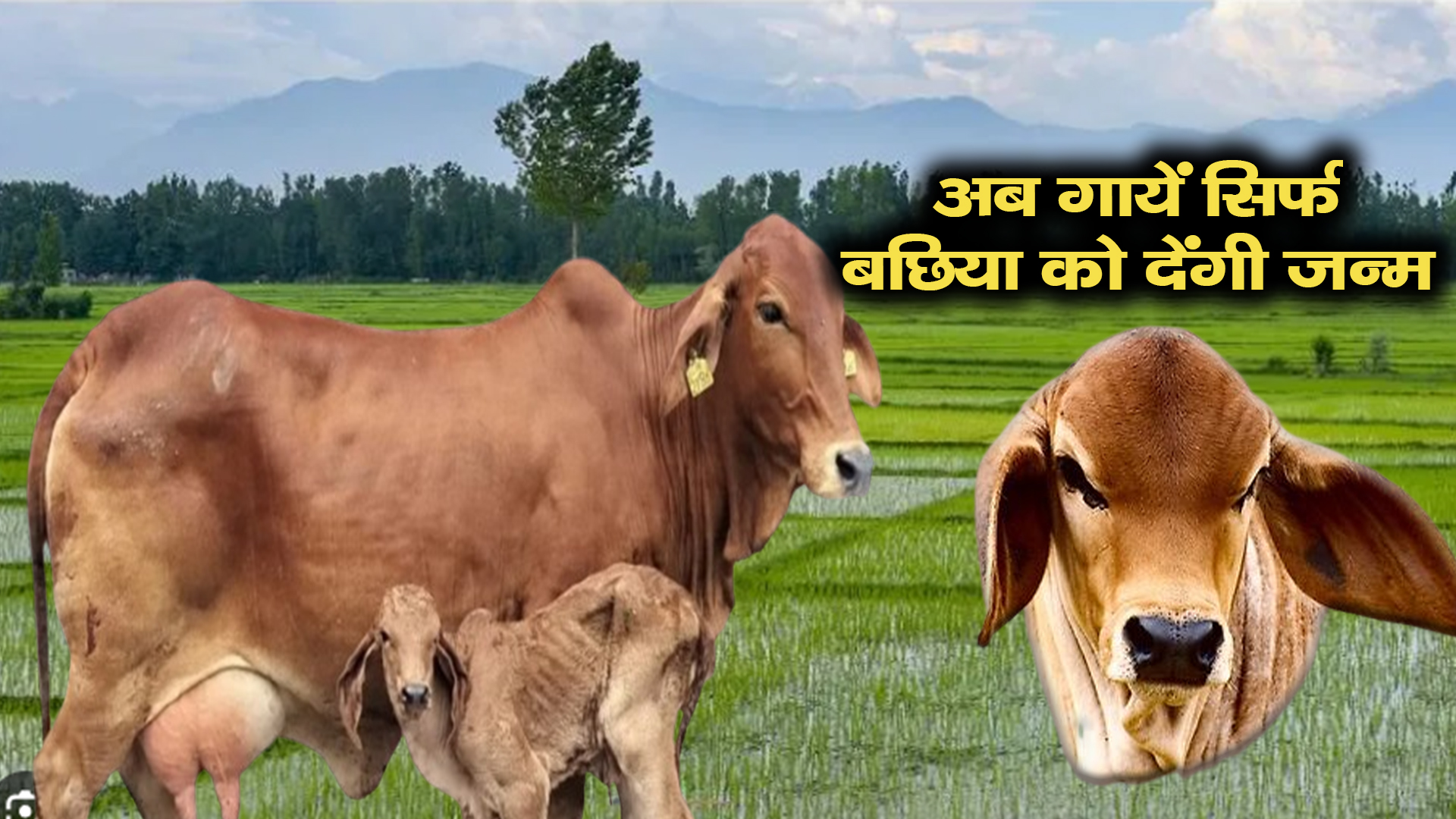 अब गाय से 100% बछिया ही पैदा होंगी जानिए Sexed Semen का पूरा सच !