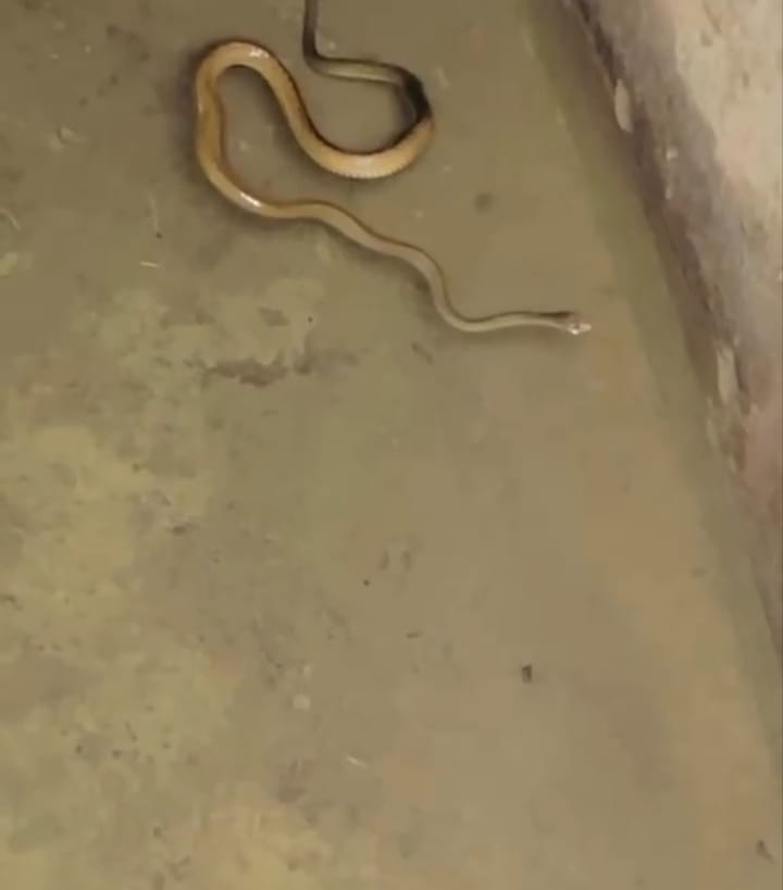 Palwal/Hathin News: पेयजलापूर्ति के टैंक से निकला सांप