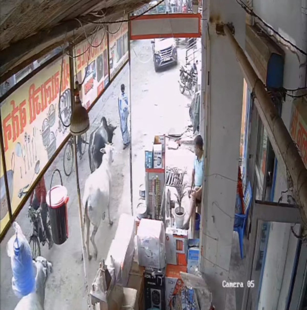 खोरी कला में आवारा गोवंश का आतंक: तीन दिन में तीन महिलाएं घायल, एक घटना सीसीटीवी में कैद, वीडियो वायरल