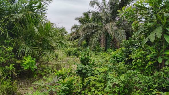 आंध्र प्रदेश में स्थापित होगी वर्ल्ड की सबसे पहली कोको सिटी। प्रगतिशील किसानों का बनेगा केंद्र। 