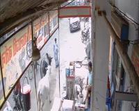 खोरी कला में आवारा गोवंश का आतंक: तीन दिन में तीन महिलाएं घायल, एक घटना सीसीटीवी में कैद, वीडियो वायरल