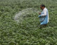 भारतीय खेती पर पड़ा ईरान-अमेरिका युद्ध का असर, यूरिया की कीमतों में 84 प्रतिशत तक उछाल। 