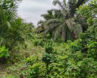 आंध्र प्रदेश में स्थापित होगी वर्ल्ड की सबसे पहली कोको सिटी। प्रगतिशील किसानों का बनेगा केंद्र। 