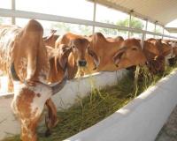 सिर्फ दूध नहीं अब गोबर बेच कर भी पैसा कमा सकेंगे किसान। 