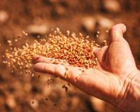 खेती किसानी की अच्छी जानकारी रखते हैं तो बनें Seed Grower यानि बीज उत्पादक।