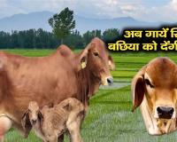 अब गाय से 100% बछिया ही पैदा होंगी जानिए Sexed Semen का पूरा सच !