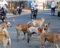 Kaithal News: स्ट्रीट डॉग के खिलाफ सुप्रीम कोर्ट के फैसले से प्रशासन द्वारा कार्रवाई की लोगों में जगी उम्मीद