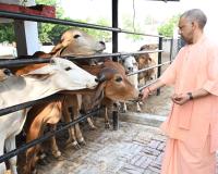गोसेवा में रमे सीएम योगी, गोवंश को खिलाया गुड़