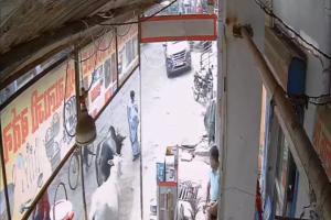 खोरी कला में आवारा गोवंश का आतंक: तीन दिन में तीन महिलाएं घायल, एक घटना सीसीटीवी में कैद, वीडियो वायरल