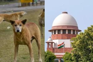 सुप्रीम कोर्ट ने आवारा कुत्तों पर दिया एक और आदेश, जानिए पूरी जानकारी |