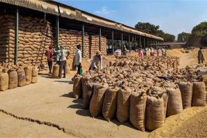 धान घोटाले में जांच तेज, हरियाणा में 19 जिला खाद्य नियंत्रकों के तबादले