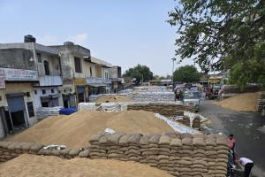 अनाज मंडी में खरीदे गए गेहूं की उठान की गति धीमी होने से बनी अव्यवस्था 