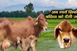 अब गाय से 100% बछिया ही पैदा होंगी जानिए Sexed Semen का पूरा सच !