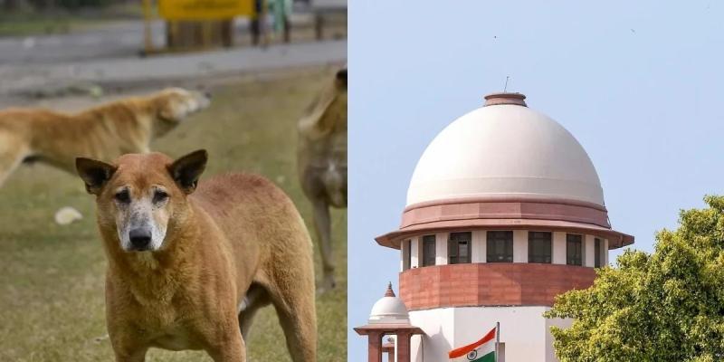सुप्रीम कोर्ट ने आवारा कुत्तों पर दिया एक और आदेश, जानिए पूरी जानकारी |